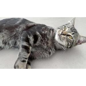 Lost Cat Cattywampus