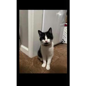 Lost Cat Gypsy