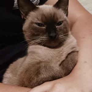 Lost Cat Jazzy Boo