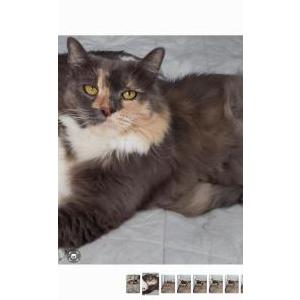 Lost Cat Elsa
