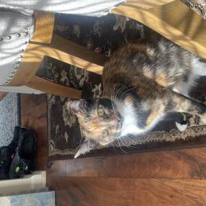 Lost Cat Hermione