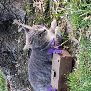 Lost Cat Smokey