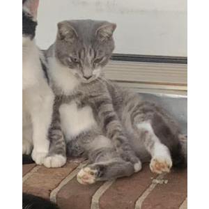 Lost Cat Padme