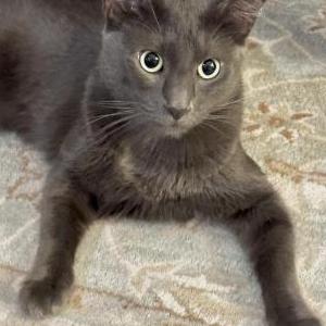 Lost Cat Sushi