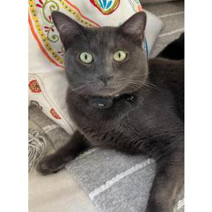 2nd Image of Sushi, Lost Cat