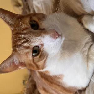 Lost Cat Garfield