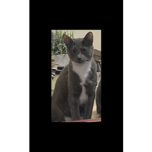 Lost Cat Tommy