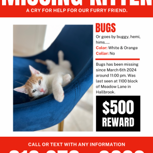 2nd Image of Bugs, Lost Cat