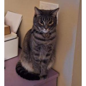 Lost Cat Sage