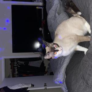 Image of Angel, Lost Cat