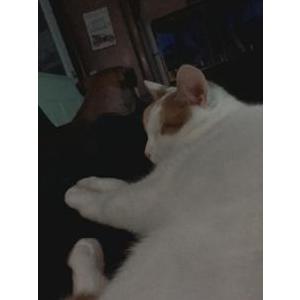 Lost Cat Winnie