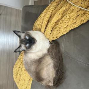 Lost Cat Davinci