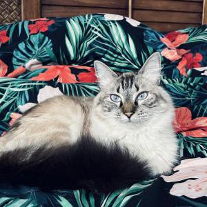 Lost Cat Foxy ( baby girl )