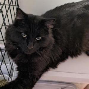 Lost Cat Mystery