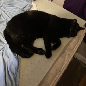 Lost Cat Kiki