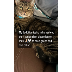 Image of Buddhi, Lost Cat