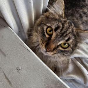 Image of Luna, Lost Cat