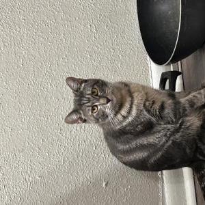Lost Cat JADE