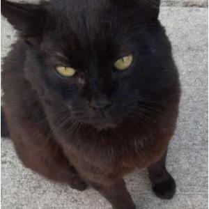 Lost Cat Elvis