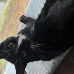 Image of Baker, Lost Cat