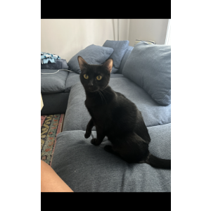 Lost Cat Nala