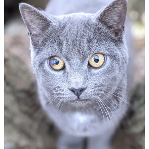 Lost Cat Lila