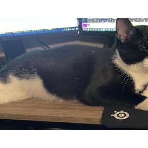 Lost Cat Ben