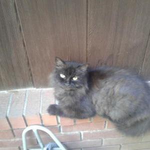 Lost Cat Mocha