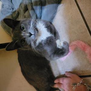 Found Cat Unknown