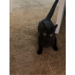 Image of Sage, Lost Cat