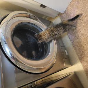 Lost Cat Jax
