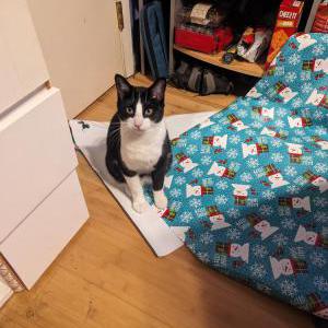 Lost Cat Rebel