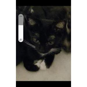 Lost Cat Sweet pea
