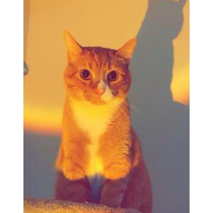 Image of Marmalade’s, Lost Cat