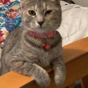 Image of Kylie, Lost Cat