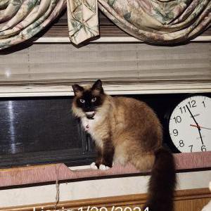 Lost Cat Lionie