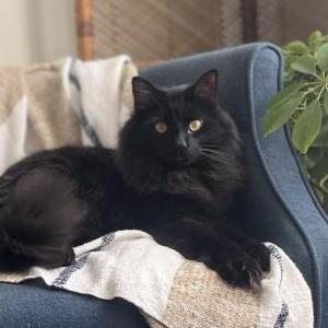 Image of Jackson, Lost Cat