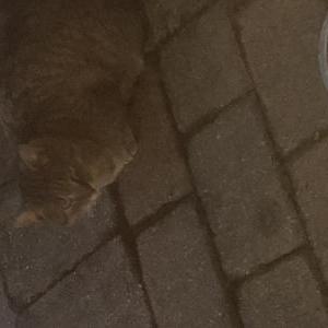 Found Cat Unknown
