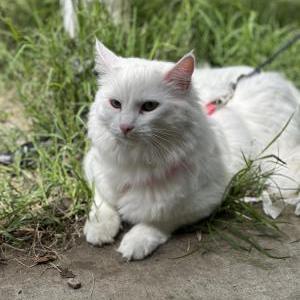 Lost Cat SnowBell