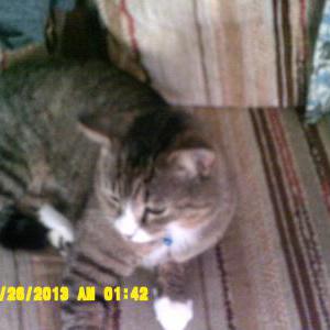 Lost Cat snickers