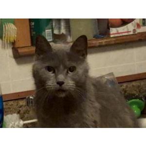 Lost Cat Meow Meow