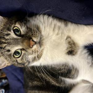 Lost Cat Momo