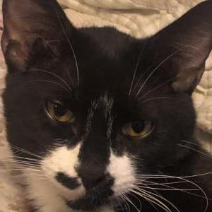 Image of Dewy, Lost Cat