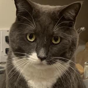 Lost Cat Louie