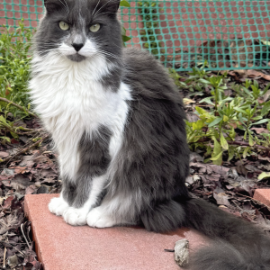 Lost Cat Meera