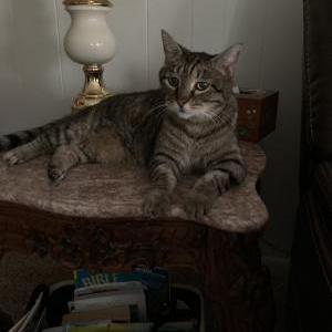 Lost Cat Nitro