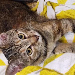 Lost Cat Jerry