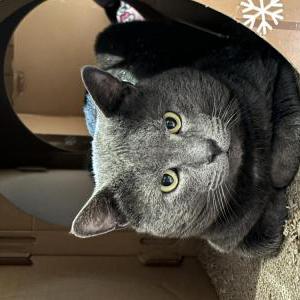 Found Cat Russian blue