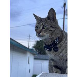 Image of Socks, Lost Cat