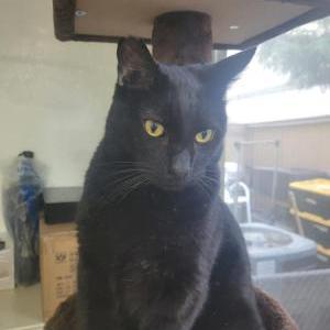 Lost Cat Blacky